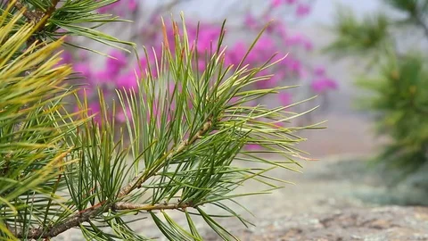 Cedar branch in the wind Stock Footage 69795720