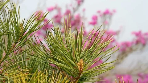 Cedar branch in the wind Stock Footage 69795757