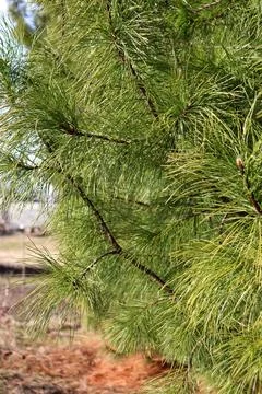 Cedar branches against the background of a field and a vegetable garden Stock Photos