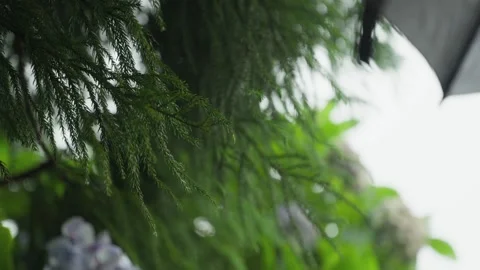 Cedar Branches and Hydrangeas Beside Trail in Sao Miguel Stock Footage 346480485