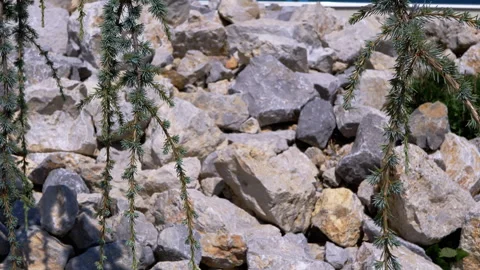Cedar Branches and Rocks Stock Footage 293181494