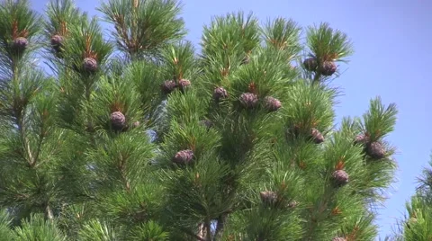 Cedar branches with cones Stock Footage 41304028