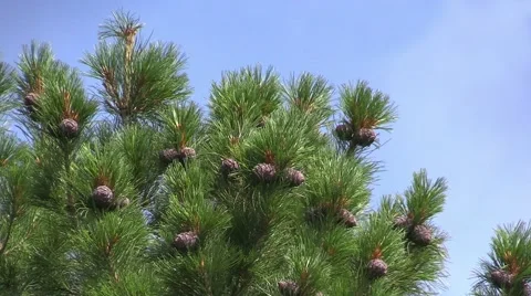 Cedar branches with cones Stock Footage 41820126