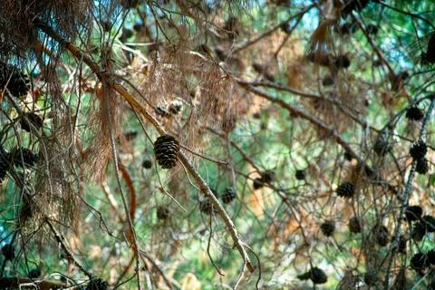 Cedar branches with cones. Stock Photos