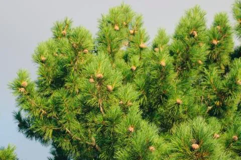 Cedar branches with cones Stock Photos
