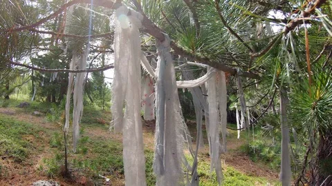 Cedar branches hung with ritual white ribbons. Video stock 115358419