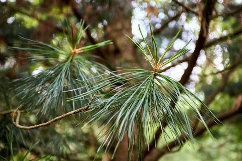 Cedar branches with long fluffy needles over out of focus floral background Stock Photos