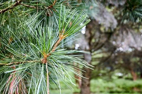 Cedar branches with long fluffy needles over out of focus floral background Stock Photos
