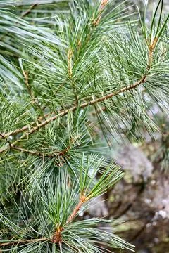 Cedar branches with long fluffy needles over out of focus floral background Stock Photos