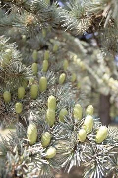 Cedar branches with young cones Stock Photos