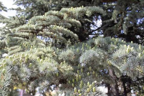 Cedar branches with young cones Foto stock