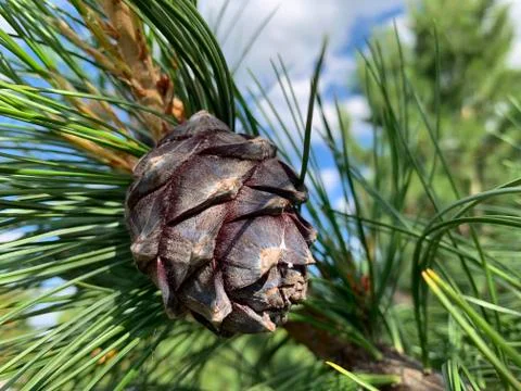 Cedar bump Stock Photos