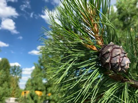 Cedar  bump Stock Photos