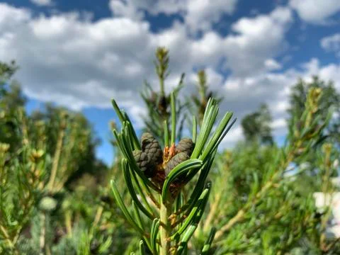Cedar bumps Stock Photos