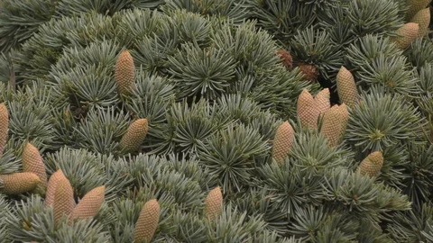 Cedar. Cedar cones. Conifer tree. Stock Footage 89842858