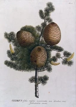 Cedar (Cedrus sp.): branch with cones and inflorescences. Coloured engravin.. Stock Illustration