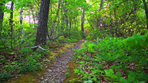 Cedar Cliffs hiking trail, Blue Ridge Mountains of Wintergreen Resort, Virginia Stock Footage 336760436