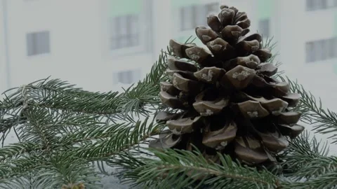 A cedar cone and spruce branches on a balcony during a snowfall Stock Footage 326693385