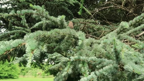 A Cedar cone on the branch full of evergreen needles Stock Footage 336557586