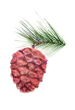 Cedar cone with branch Stock Illustration
