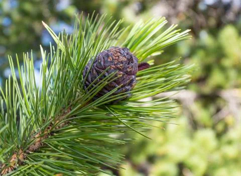 Cedar cone close-up on a tree branch in summer. Stock Photos