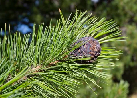 Cedar cone close-up on a tree branch in summer. Stock Photos