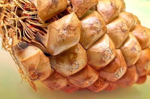 Cedar cone closeup Stock Photos