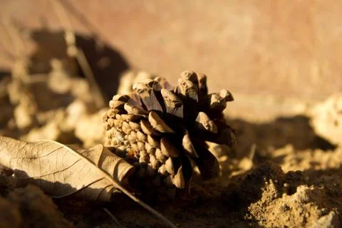 The cedar cone on the earth Stock Photos