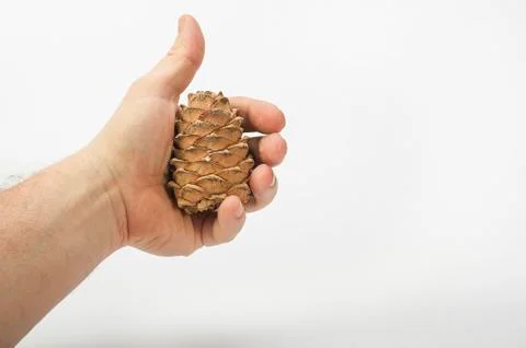 Cedar cone in hand close-up Stock Photos