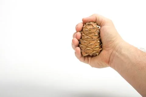 Cedar cone in hand close-up Stock-Fotos