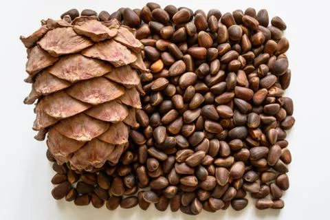 Cedar cone on a heap of pine nuts Stock Photos