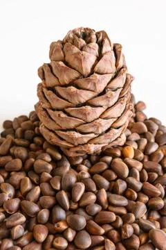 Cedar cone on a heap of pine nuts Stock Photos