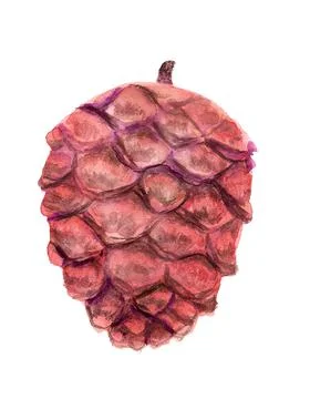 Cedar cone Stock Illustration
