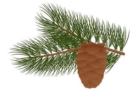 Cedar cone Illustrazione stock