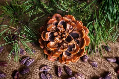 Cedar cone with peeled nuts on the table. Stock Photos