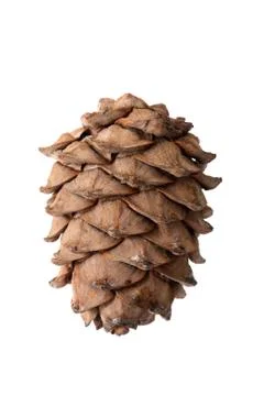 Cedar cone 스톡 사진