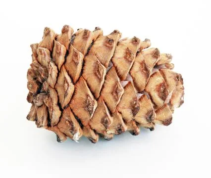 Cedar cone Stock-Fotos