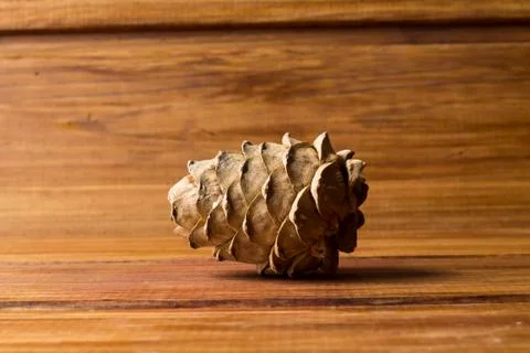 Cedar Cone Stock Photos