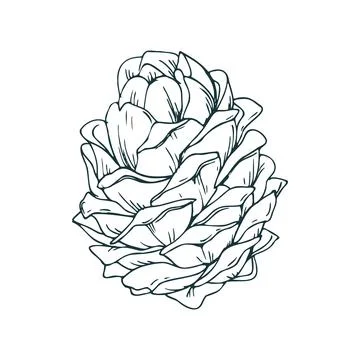 Cedar cone, pine cone large side view. Line art is a simple hand-drawn Illustrazione stock