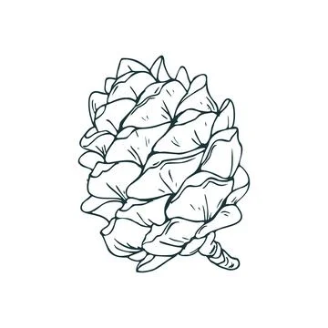 Cedar cone, pine cone large side view. Line art is a simple hand-drawn Illustrazione stock