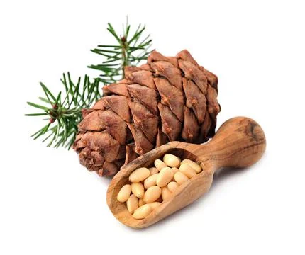 Cedar cone with pine nuts Foto stock