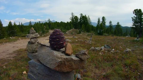 Cedar cone. in the summer in the mountains. Video stock 115355783