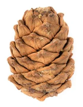 Cedar cone on a white background Stock Photos