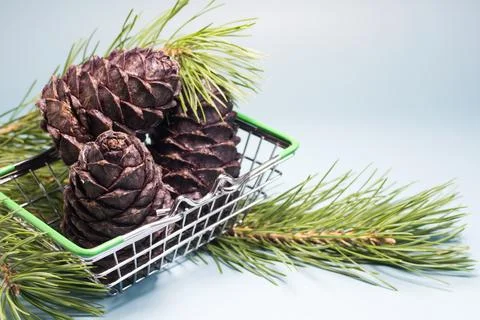 Cedar cones and cedar branches with nuts in a metal basket. Stock Photos