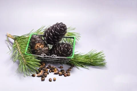 Cedar cones and cedar branches with nuts in a metal basket. Stock Photos