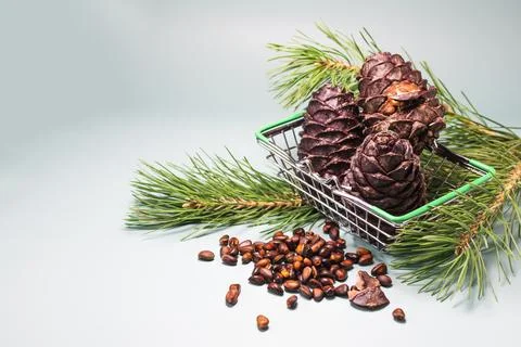 Cedar cones and pine nuts in close-up on a blue background. Stock Photos