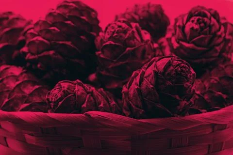 Cedar cones in a basket 写真素材