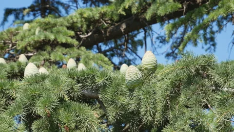 Cedar cones on branches. Crimea. The camera moves from right to left. Stock Footage 112610376