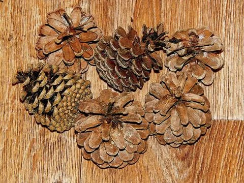 Cedar cones close-up Stock Photos