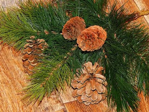 Cedar cones close-up Stock Photos